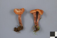 Laccaria bicolor image